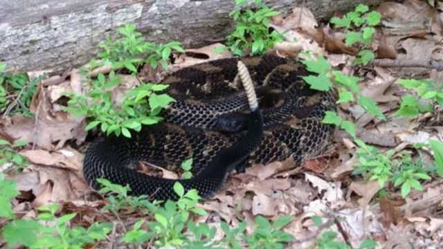 The Most Snake-Infested Locations in Pennsylvania Revealed