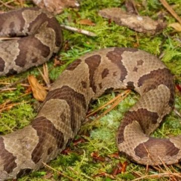 The Most Snake-Infested Locations in Pennsylvania Revealed