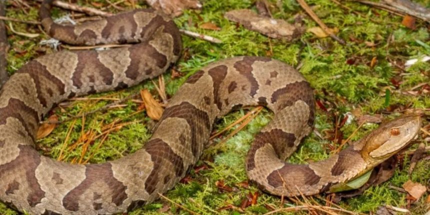 The Most Snake-Infested Locations in Pennsylvania Revealed