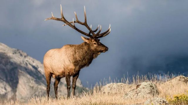 The Top Deadliest Animals You Might Encounter in Utah