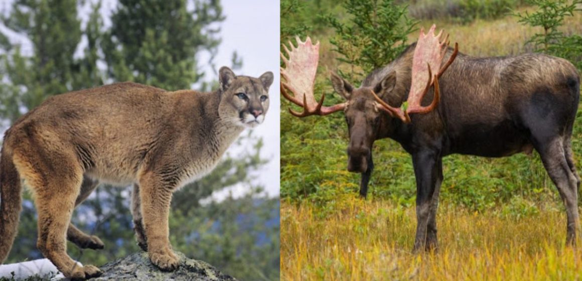 The Top Deadliest Animals You Might Encounter in Utah