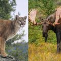 The Top Deadliest Animals You Might Encounter in Utah