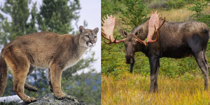 The Top Deadliest Animals You Might Encounter in Utah