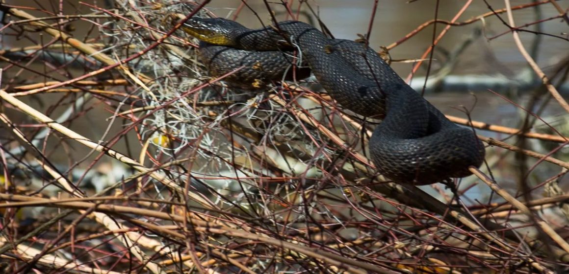 The Top Snake-Infested Lakes in Louisiana Where to Watch Out