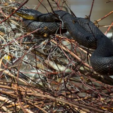 The Top Snake-Infested Lakes in Louisiana Where to Watch Out