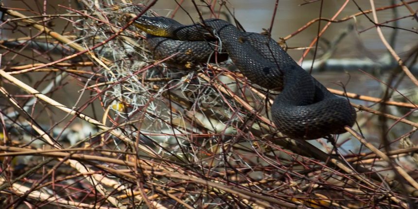 The Top Snake-Infested Lakes in Louisiana Where to Watch Out