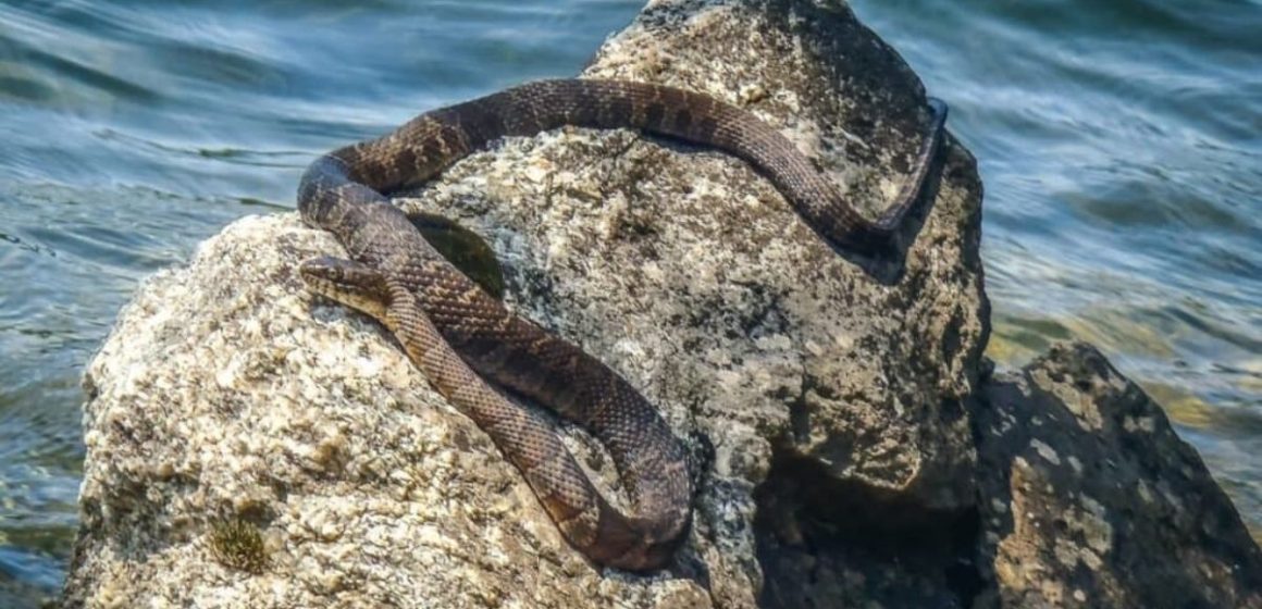 Top Snake-Infested Lakes in Virginia You Should Know About