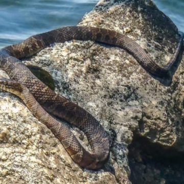 Top Snake-Infested Lakes in Virginia You Should Know About
