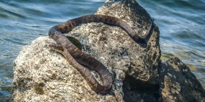 Top Snake-Infested Lakes in Virginia You Should Know About