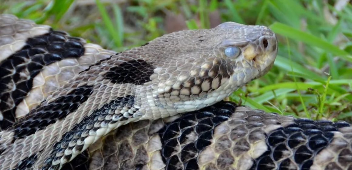 Top Threats The Deadliest Animals You Might Encounter in Virginia