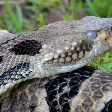 Top Threats The Deadliest Animals You Might Encounter in Virginia