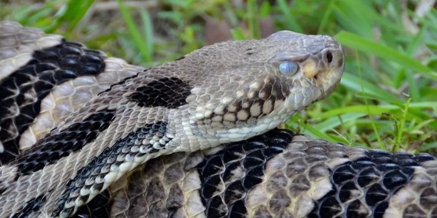 Top Threats The Deadliest Animals You Might Encounter in Virginia