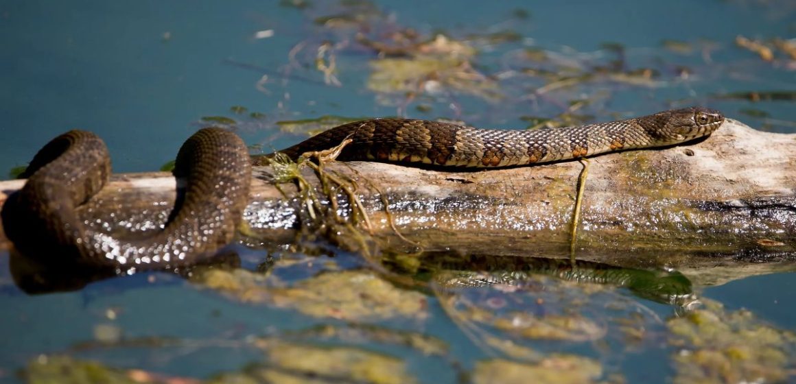 Utah's Snake Hotspots The 5 Lakes with the Most Snakes