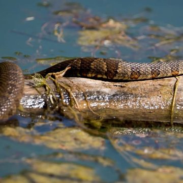 Utah's Snake Hotspots The 5 Lakes with the Most Snakes