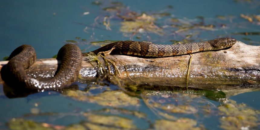 Utah's Snake Hotspots The 5 Lakes with the Most Snakes