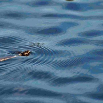 Beware the Water: Oregon's Lakes with the Highest Snake Populations