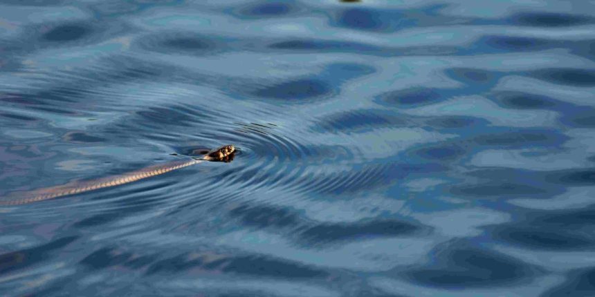 Beware the Water: Oregon's Lakes with the Highest Snake Populations