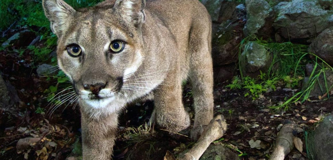 Mountain Lion Spotted Dangerously Close to Upstate New York Residents