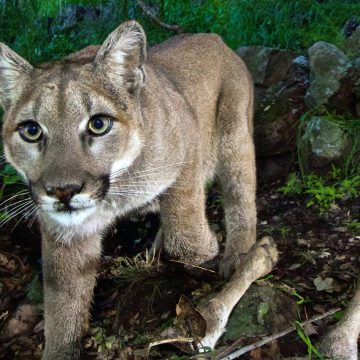 Mountain Lion Spotted Dangerously Close to Upstate New York Residents