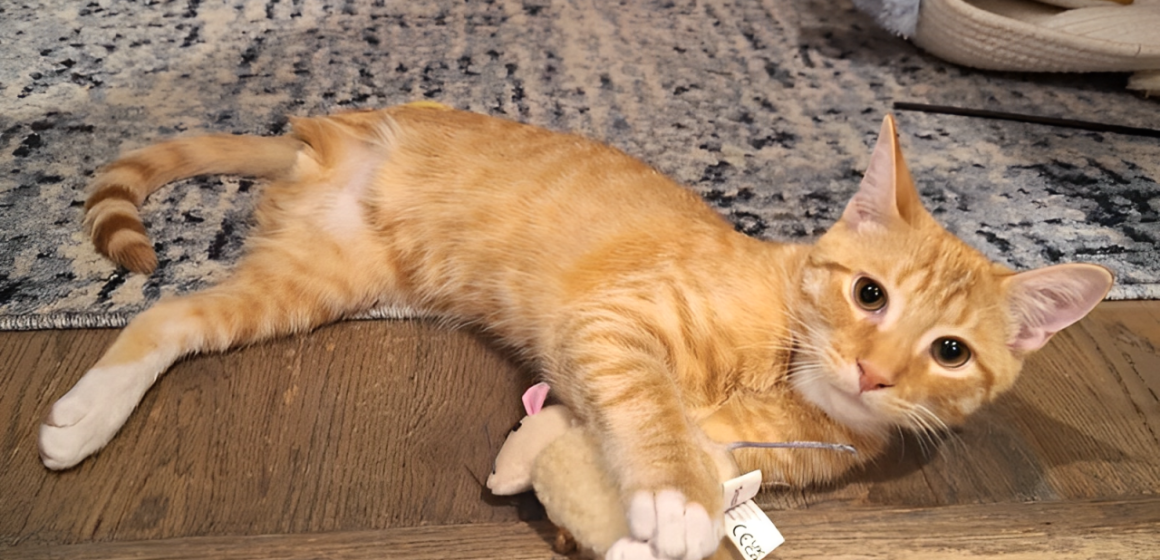 Couple Adopts Kitten with Missing Limb, Bonds Deeply as His 'Greatest Protector'