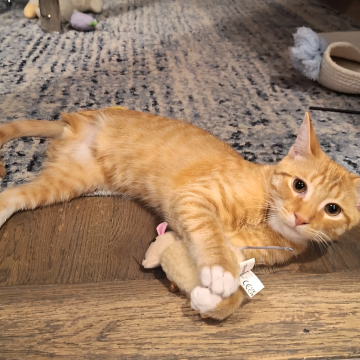 Couple Adopts Kitten with Missing Limb, Bonds Deeply as His 'Greatest Protector'