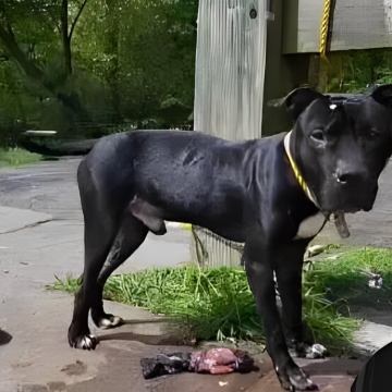 Allerton Residents Rescue Abandoned Pitbull, Later Euthanized by ACC After Adoption!