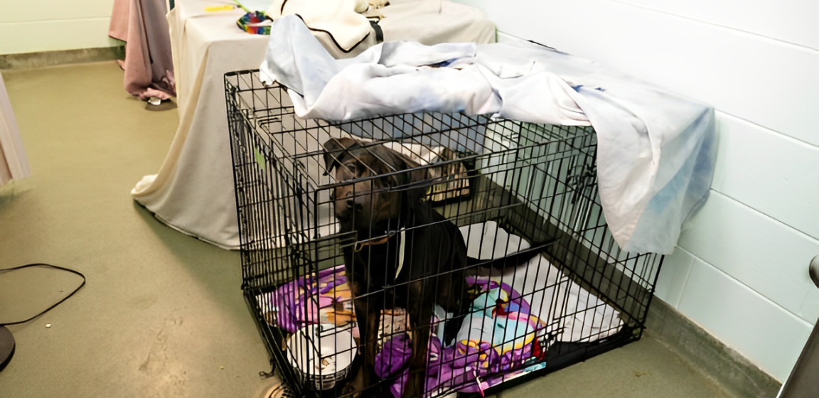 NYC Shelters Overcrowded with Unadopted Dogs Filling the Hallways