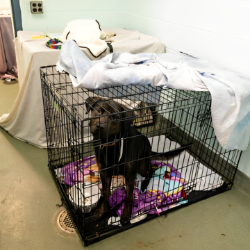 NYC Shelters Overcrowded with Unadopted Dogs Filling the Hallways