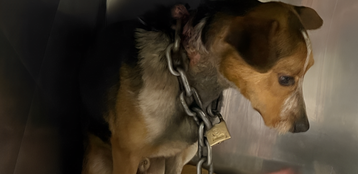 Stray Dogs in Detroit Found with Chains Around Their Necks