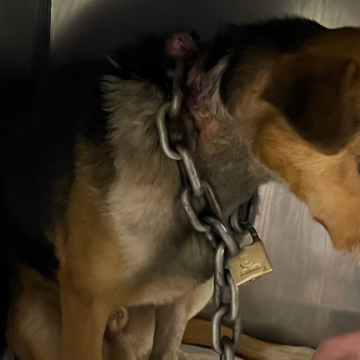 Stray Dogs in Detroit Found with Chains Around Their Necks