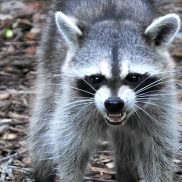 Shocking Video: Alabama Women Attacked by Rabid Raccoon