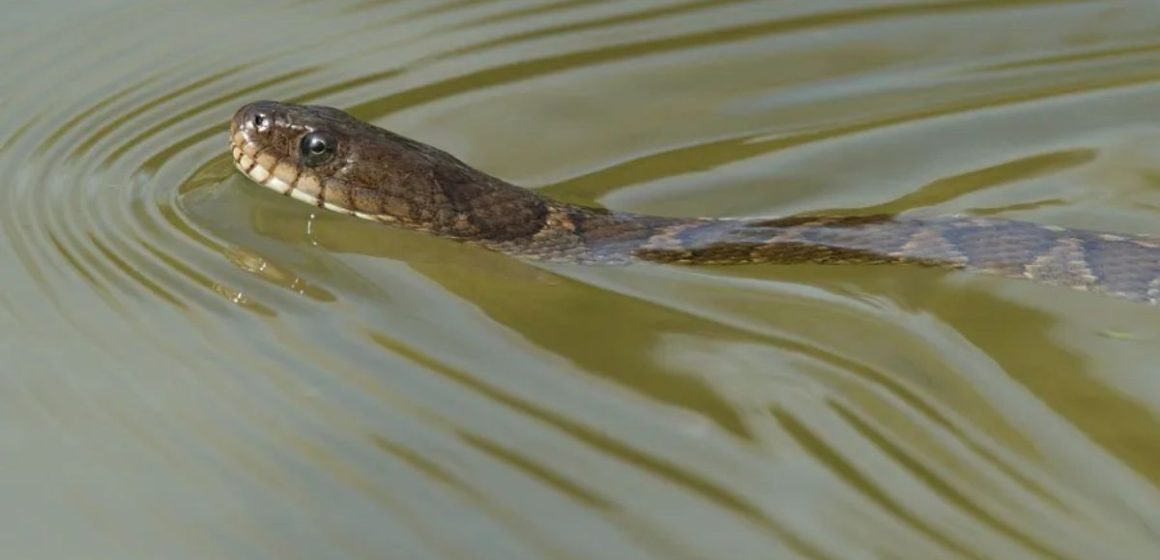 Warning: The Snake-Infested Lakes You Should Avoid in Nebraska