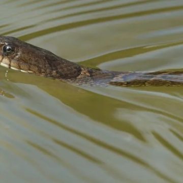 Warning: The Snake-Infested Lakes You Should Avoid in Nebraska