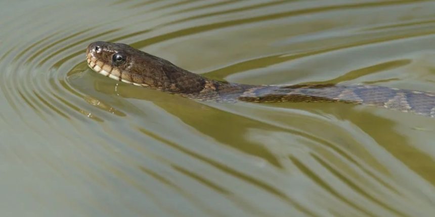 Warning: The Snake-Infested Lakes You Should Avoid in Nebraska