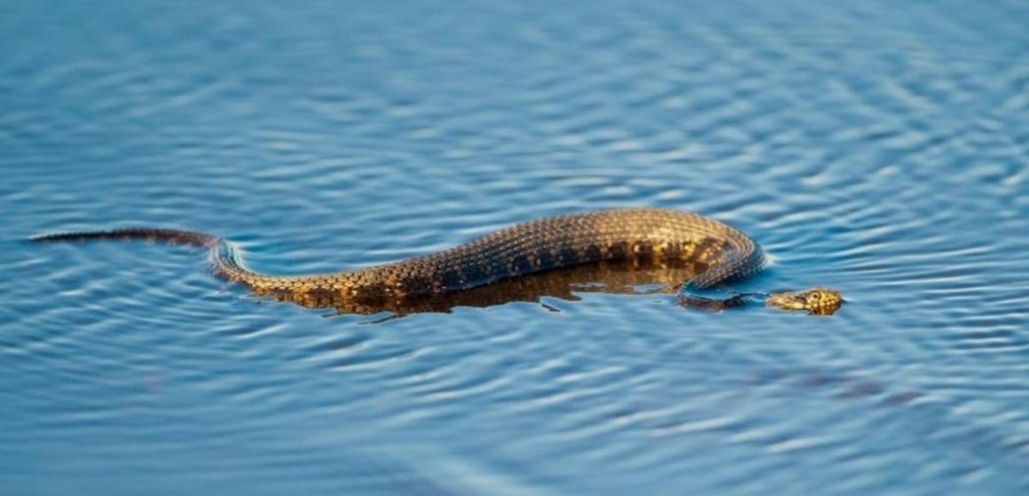 Beware! The Most Snake-Infested Lakes Across the U.S.