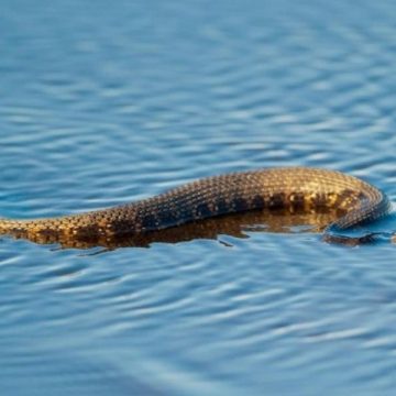 Beware! The Most Snake-Infested Lakes Across the U.S.