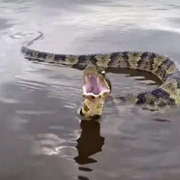 Beware These are the Oklahoma Lakes with the Highest Snake Populations