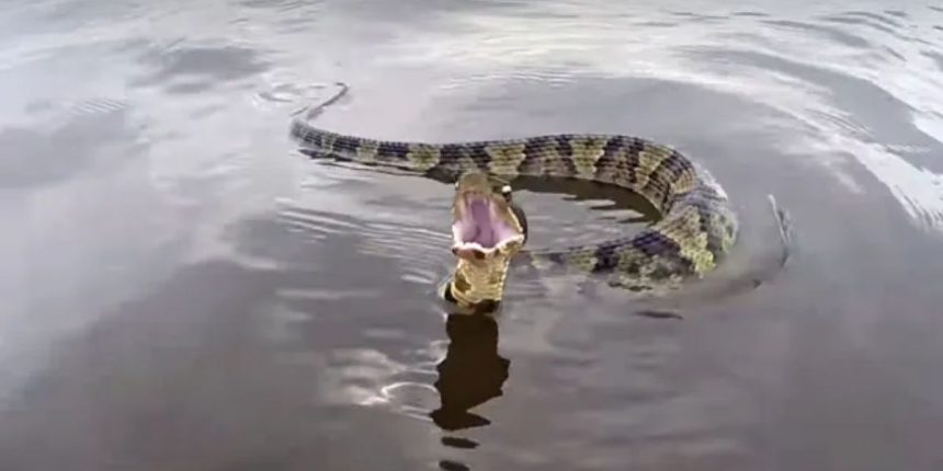 Beware These are the Oklahoma Lakes with the Highest Snake Populations