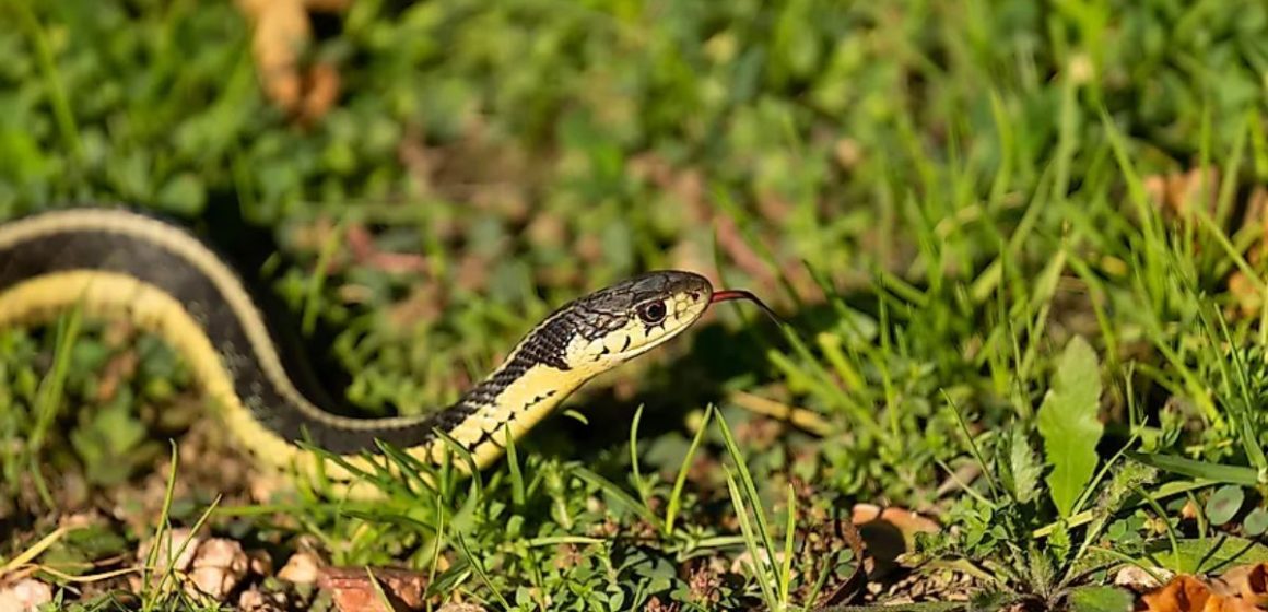 Brace Yourself Wisconsin's Most Snake-Infested Areas Revealed