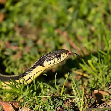 Brace Yourself Wisconsin's Most Snake-Infested Areas Revealed