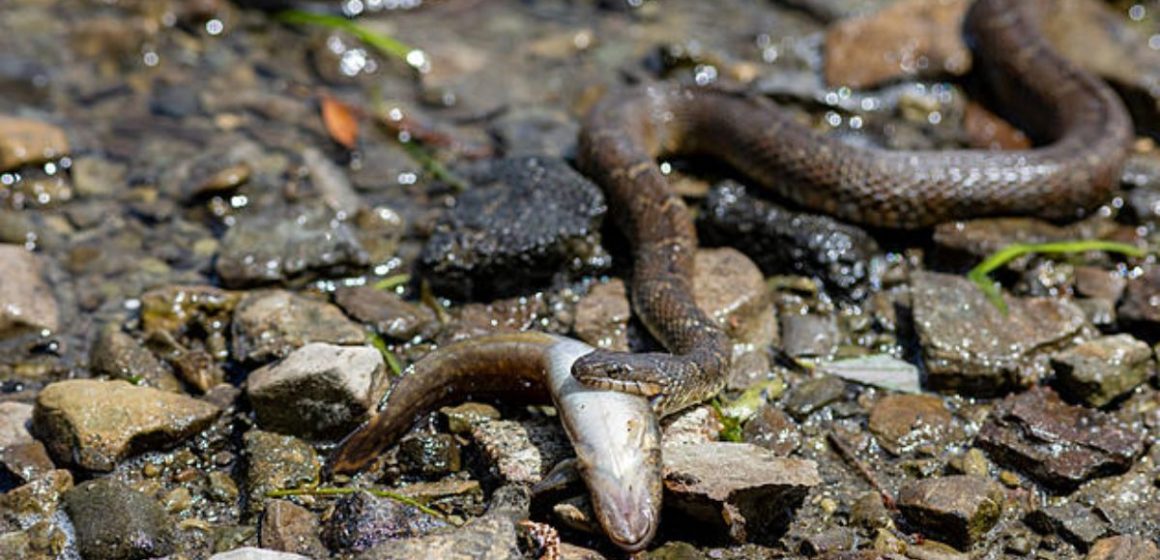 Dangerous Depths Colorado Lakes You’ll Want to Avoid for Snakes