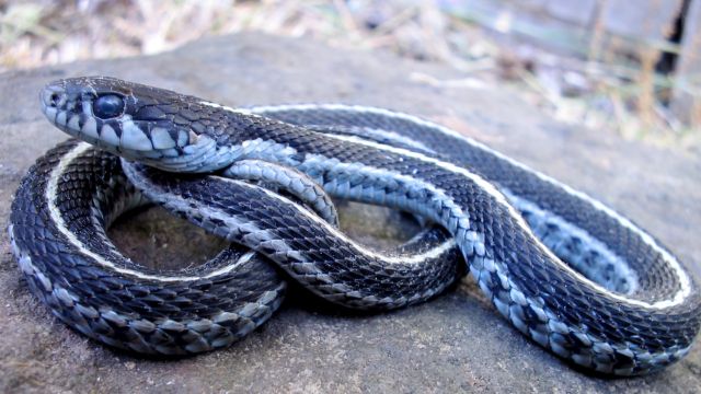 Dangerous Depths: Colorado Lakes You’ll Want to Avoid for Snakes