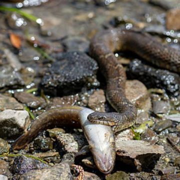 Dangerous Depths Colorado Lakes You’ll Want to Avoid for Snakes