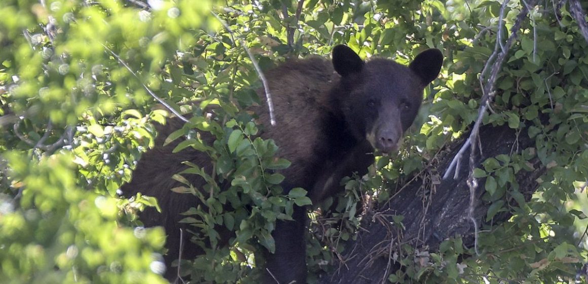 Delaware's Bear Attack Statistics How Many People Are Affected