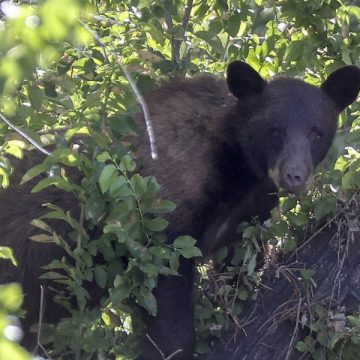 Delaware's Bear Attack Statistics How Many People Are Affected