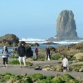 Discover the Epic Tide Pools of the Oregon Coast A Drive Worth Taking