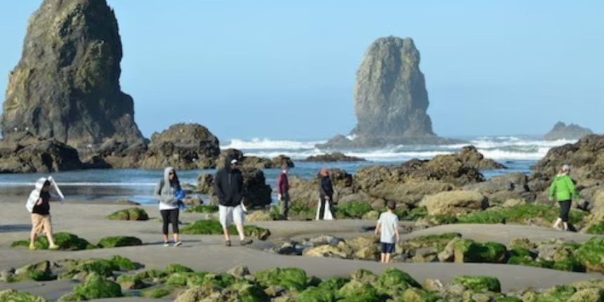 Discover the Epic Tide Pools of the Oregon Coast A Drive Worth Taking