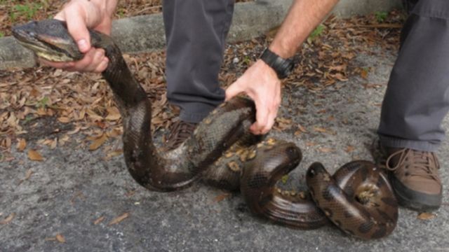 Exploring the Everglades: Are Anacondas Really There?