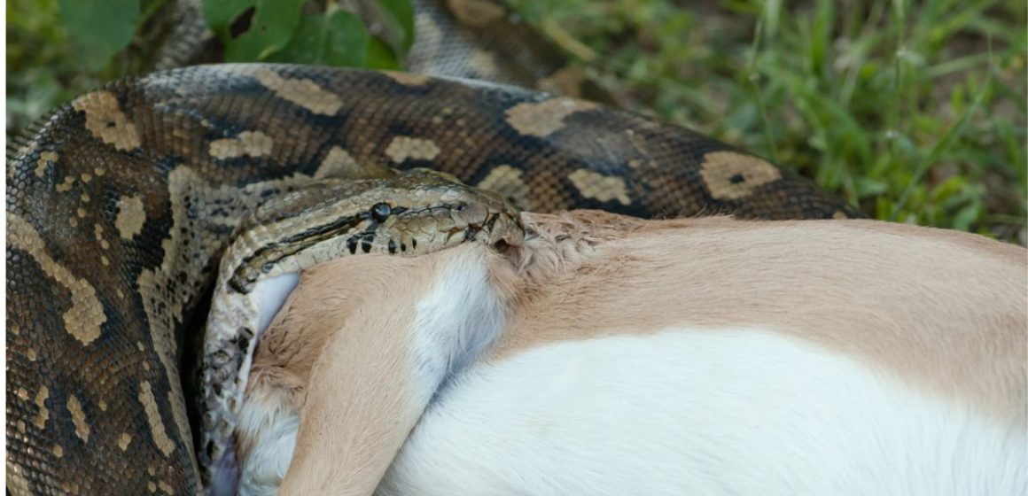 Exploring the Everglades Are Anacondas Really There