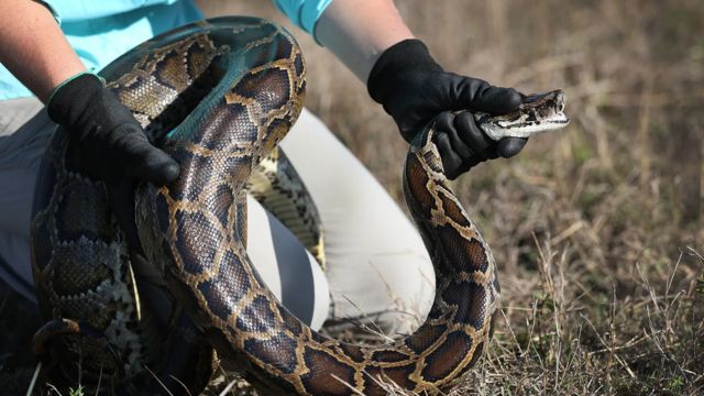 Exploring the Everglades: Are Anacondas Really There?